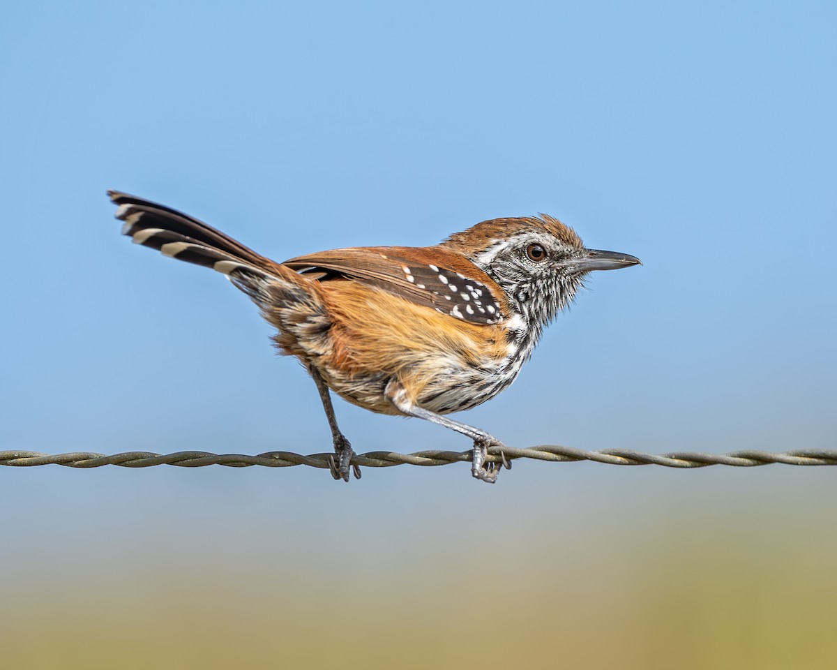 Rusty-backed Antwren - ML647529909