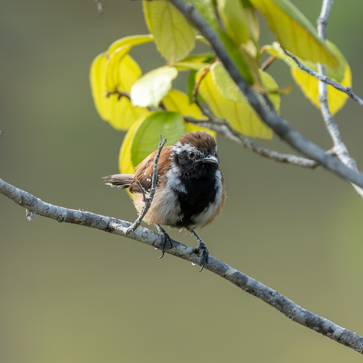 Rusty-backed Antwren - ML647529910
