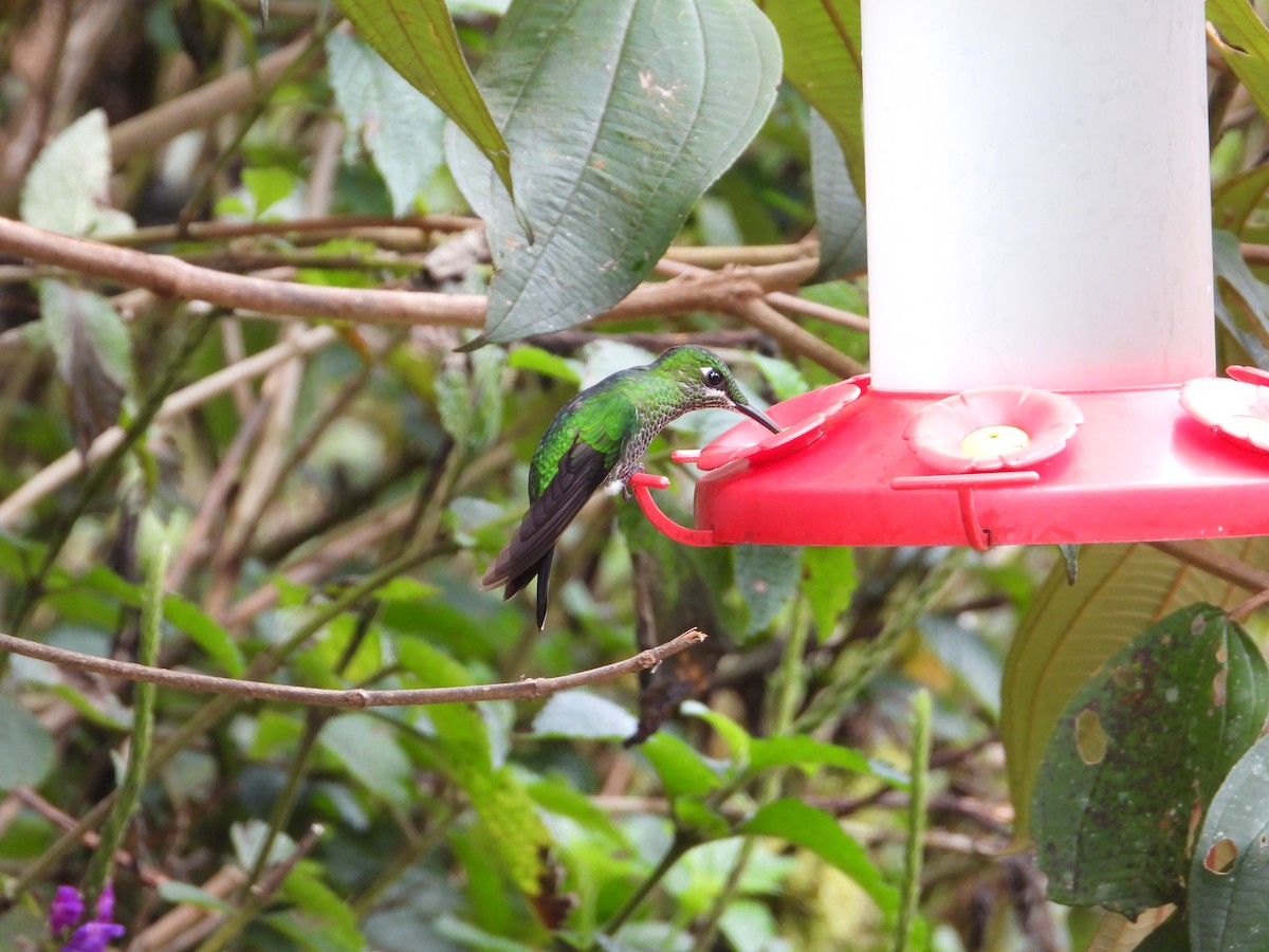 Green-crowned Brilliant - ML647529911