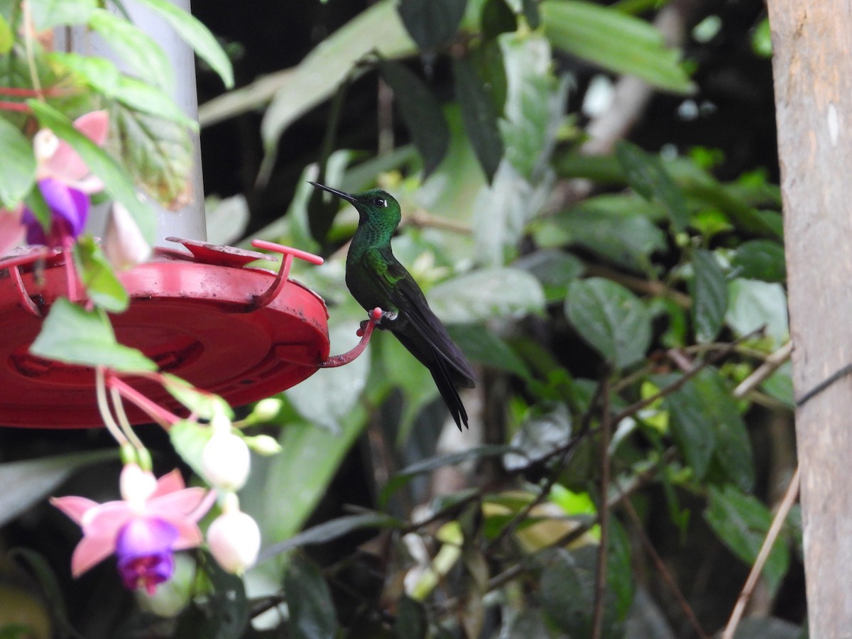 Green-crowned Brilliant - ML647529912