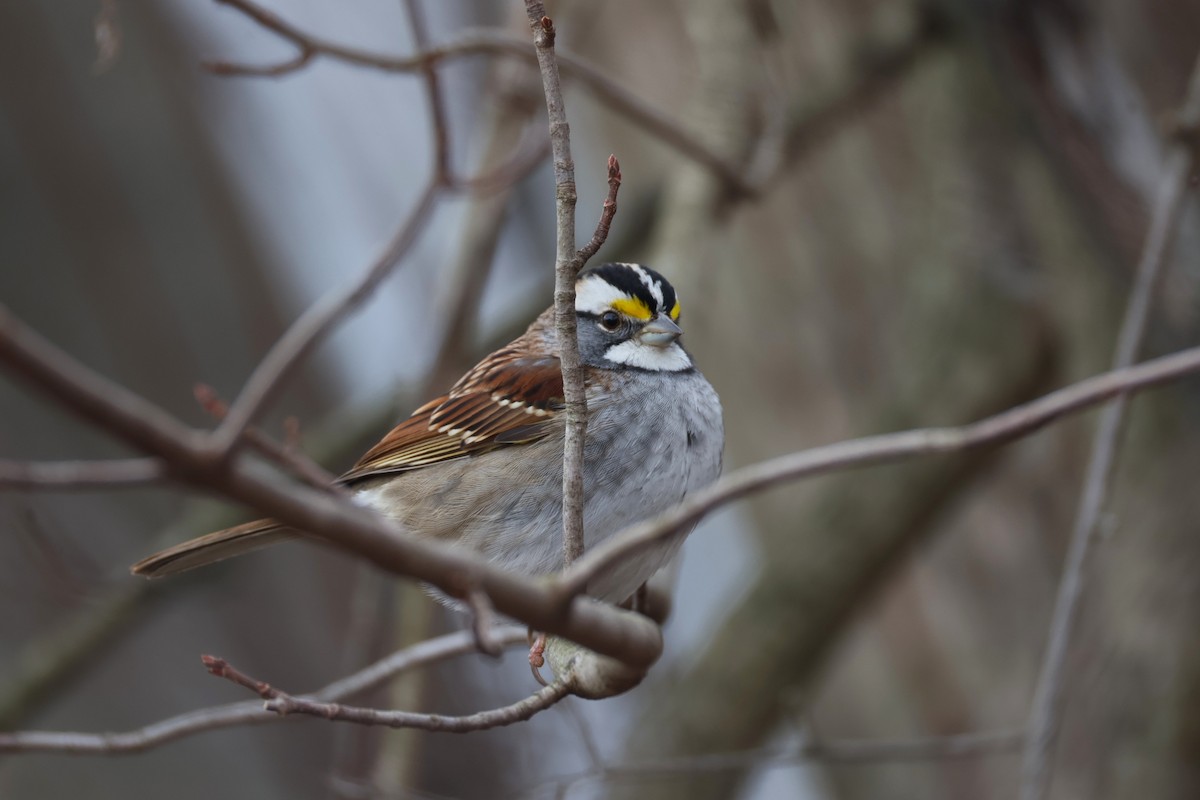 גיבתונית לבנת-גרון - ML647529913