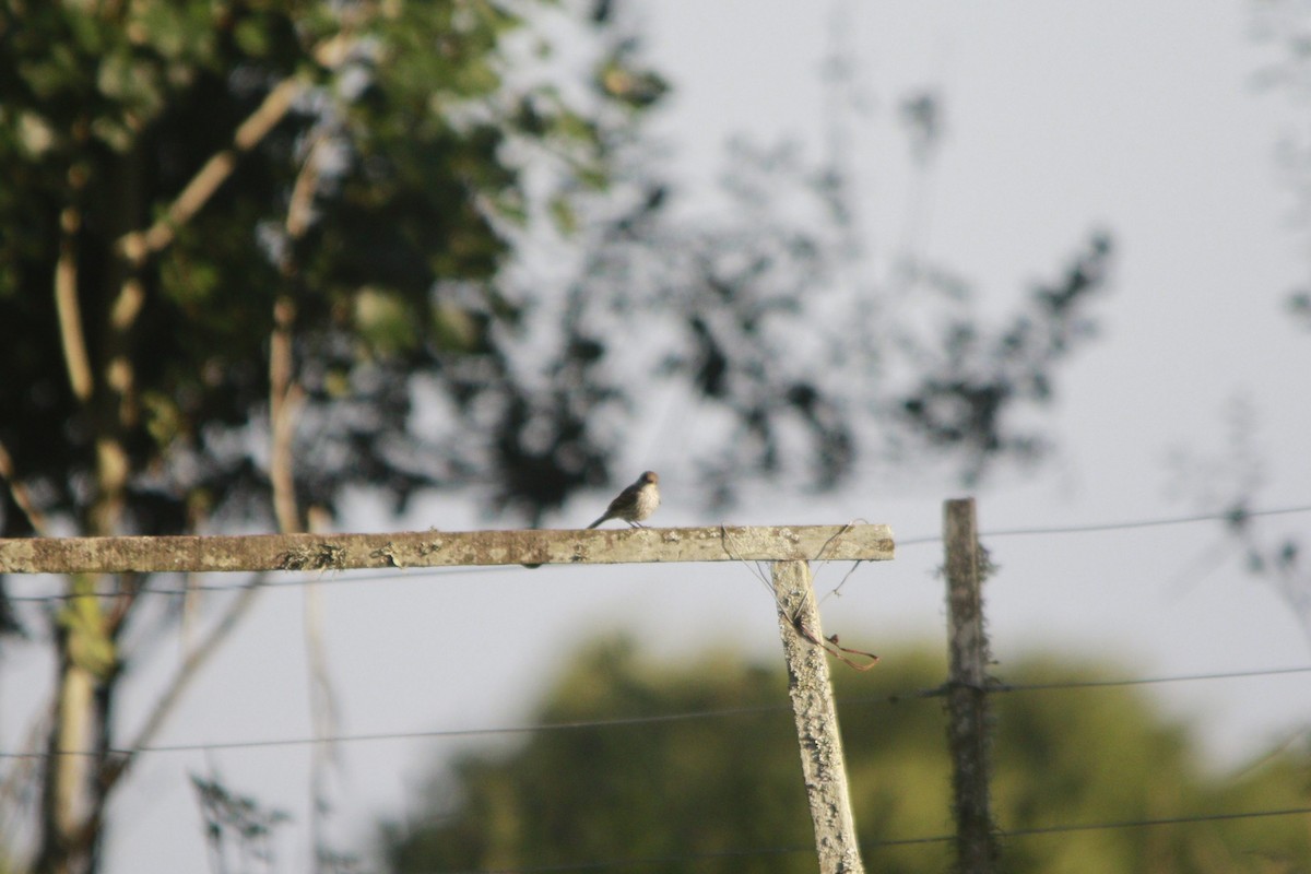 Vermilion Flycatcher - ML647529914