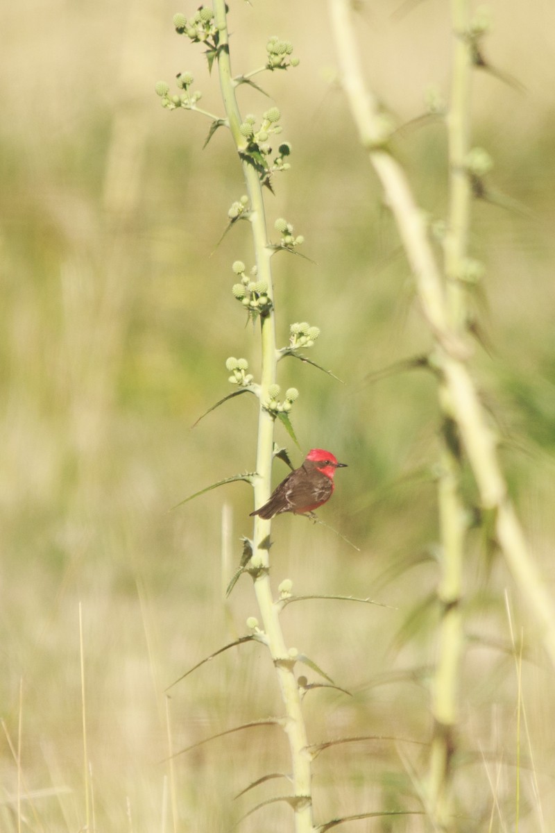 Vermilion Flycatcher - ML647529915