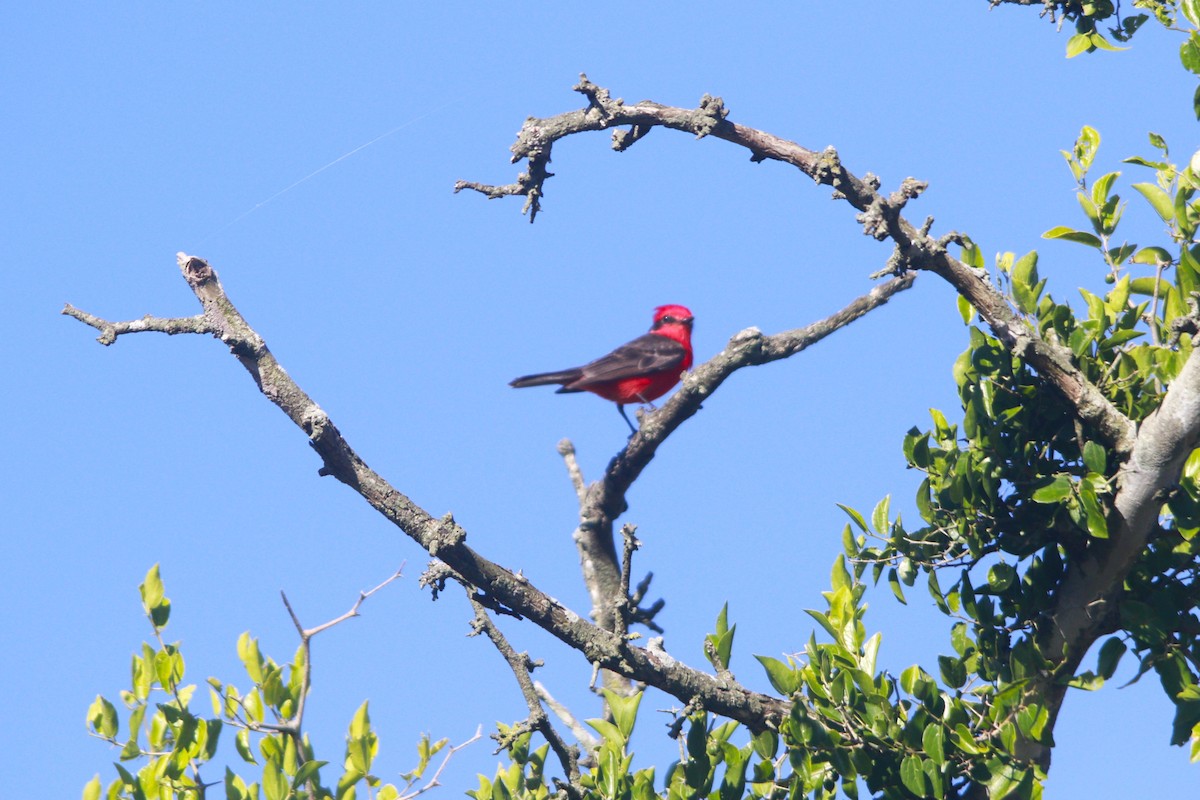 Vermilion Flycatcher - ML647529916