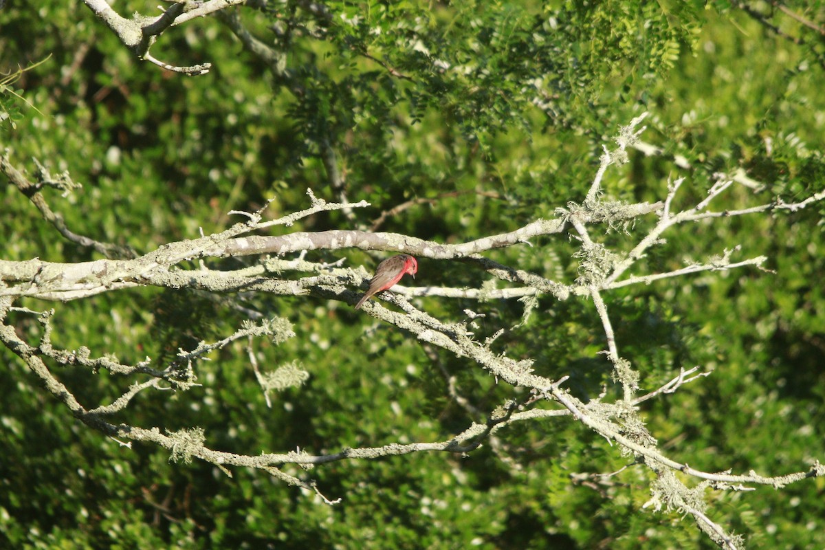 Vermilion Flycatcher - ML647529917