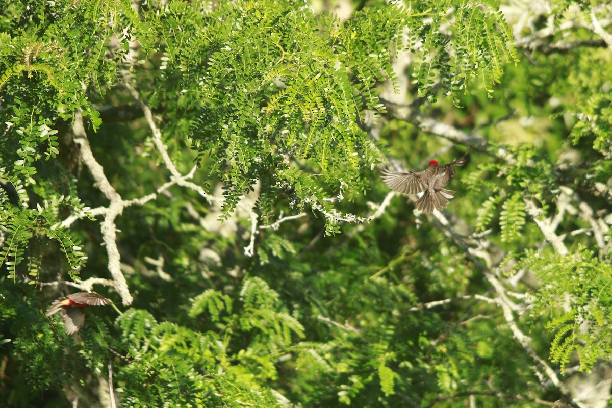 Vermilion Flycatcher - ML647529918