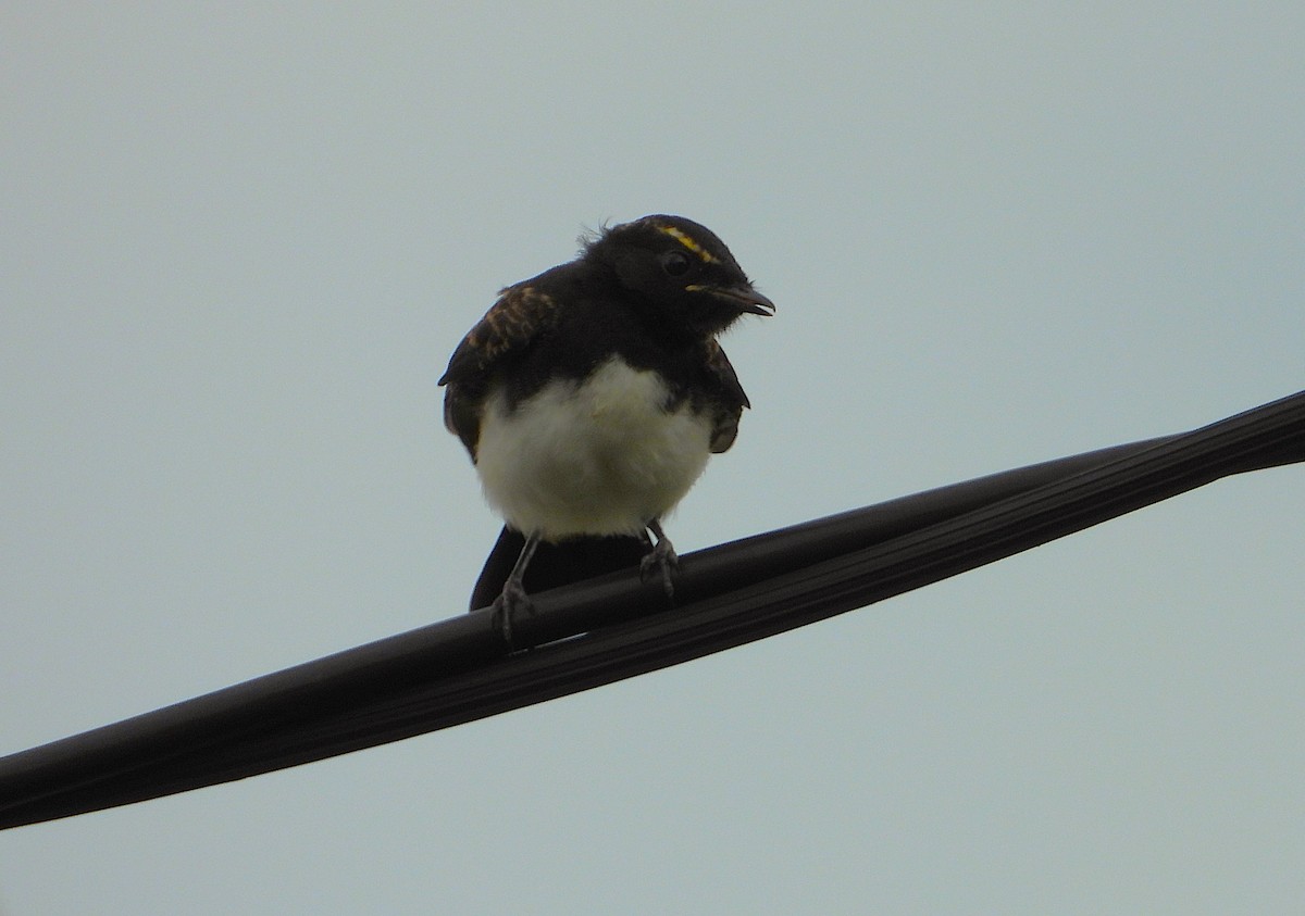 Willie-wagtail - ML647529919