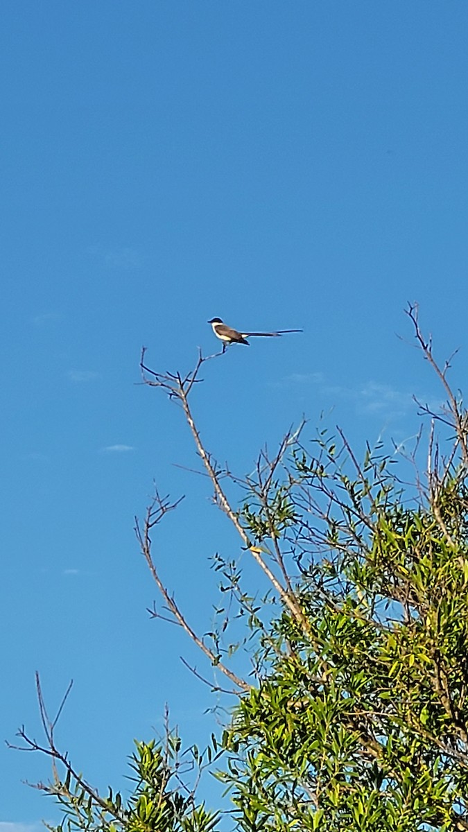 Fork-tailed Flycatcher - ML647529943