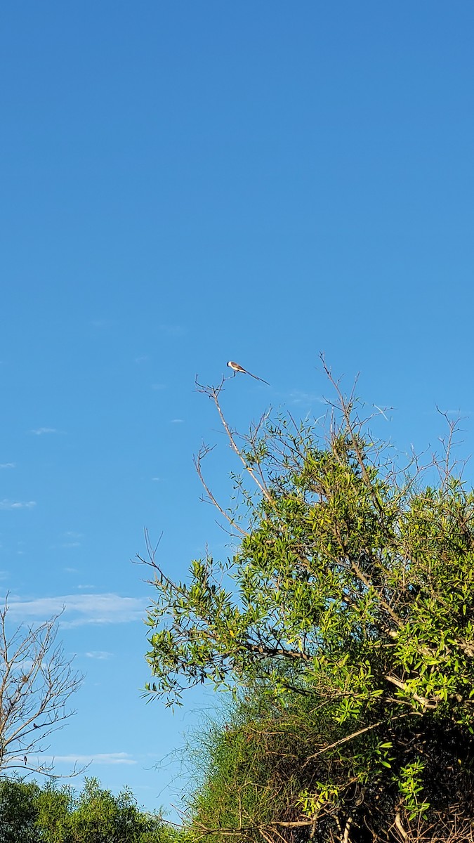 Fork-tailed Flycatcher - ML647529944
