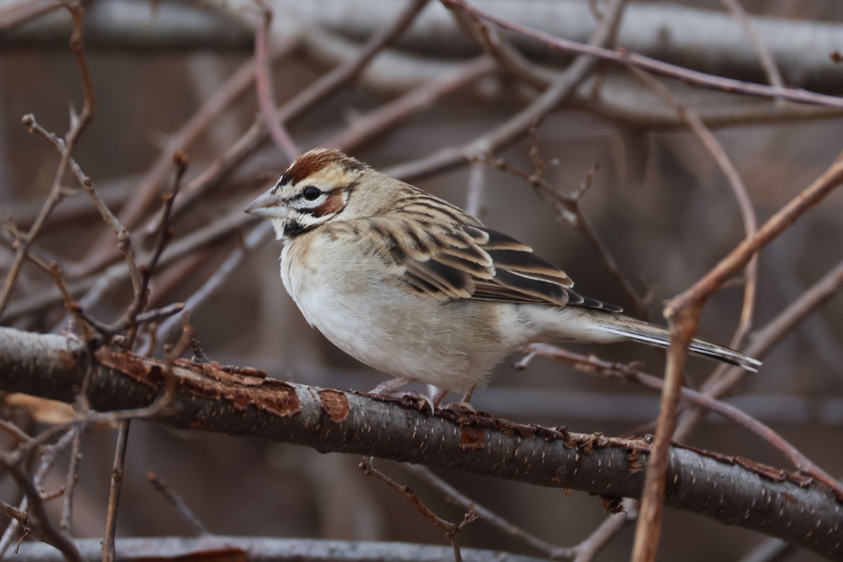 Lark Sparrow - ML647529948