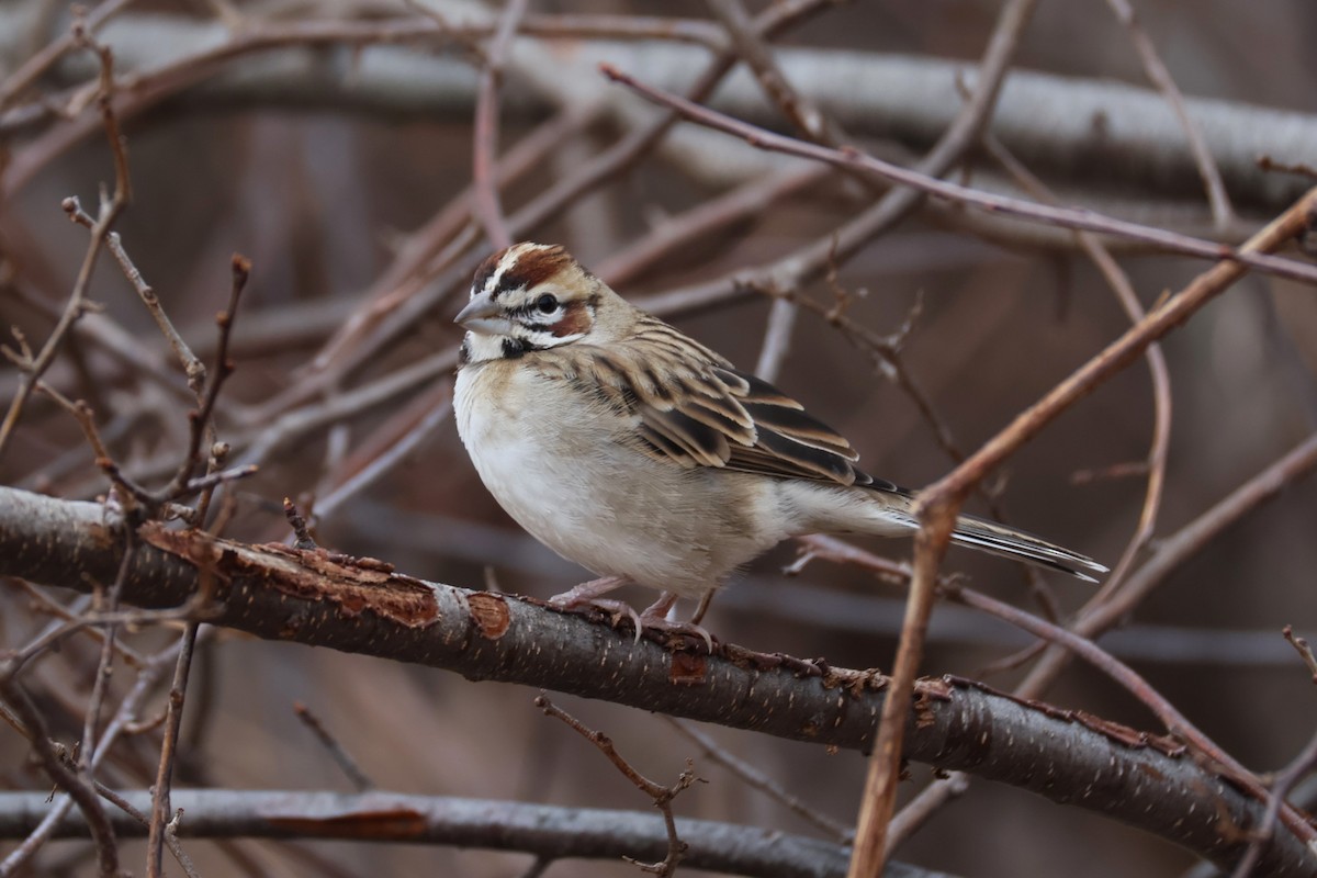 Lark Sparrow - ML647529949