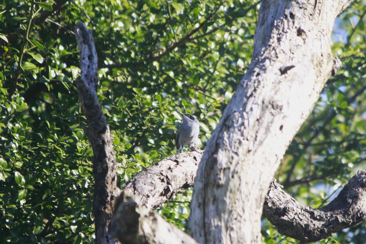 ミミグロブユムシクイ - ML647529956