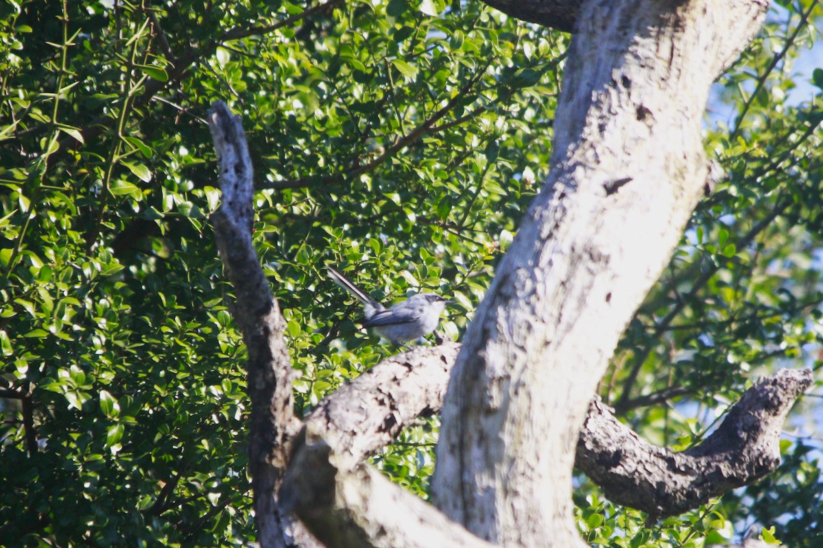 ミミグロブユムシクイ - ML647529957