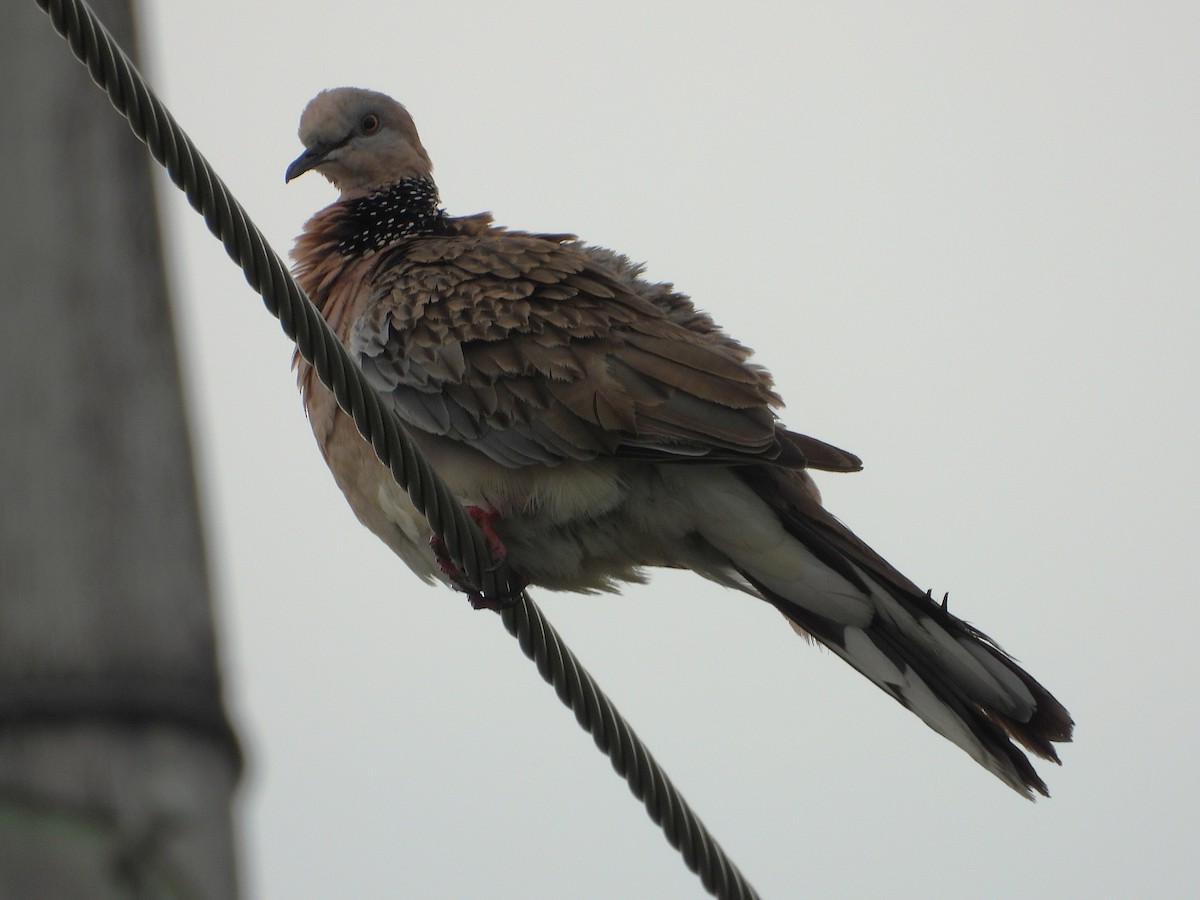 Spotted Dove - ML647529964