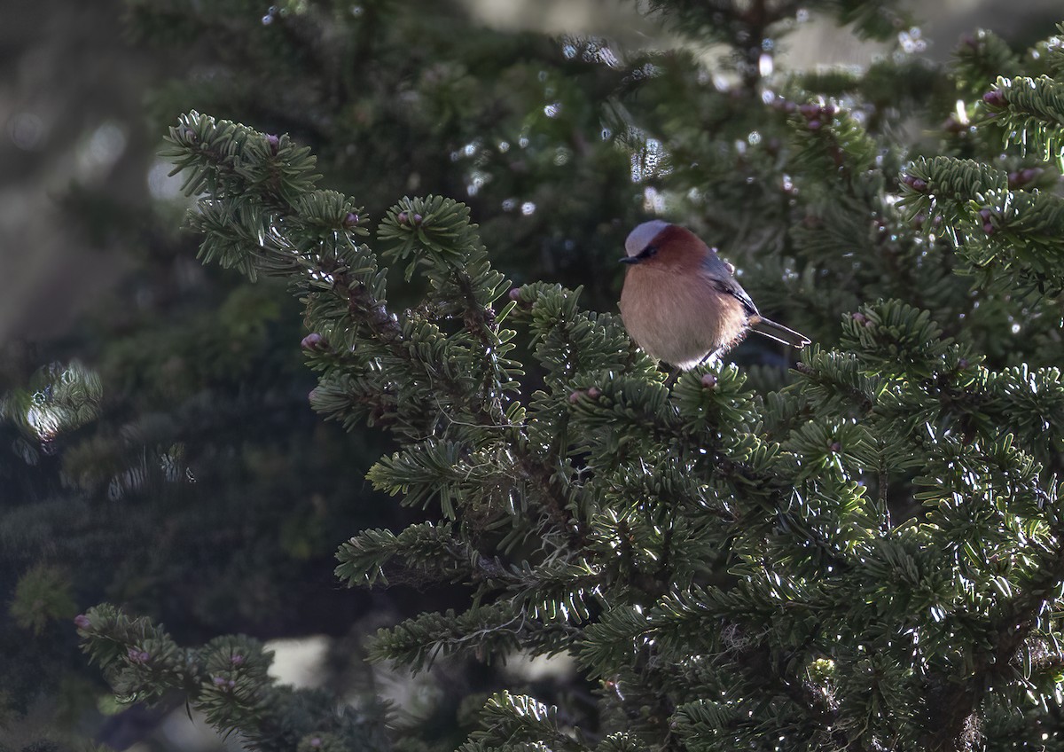 Crested Tit-Warbler - ML647529974