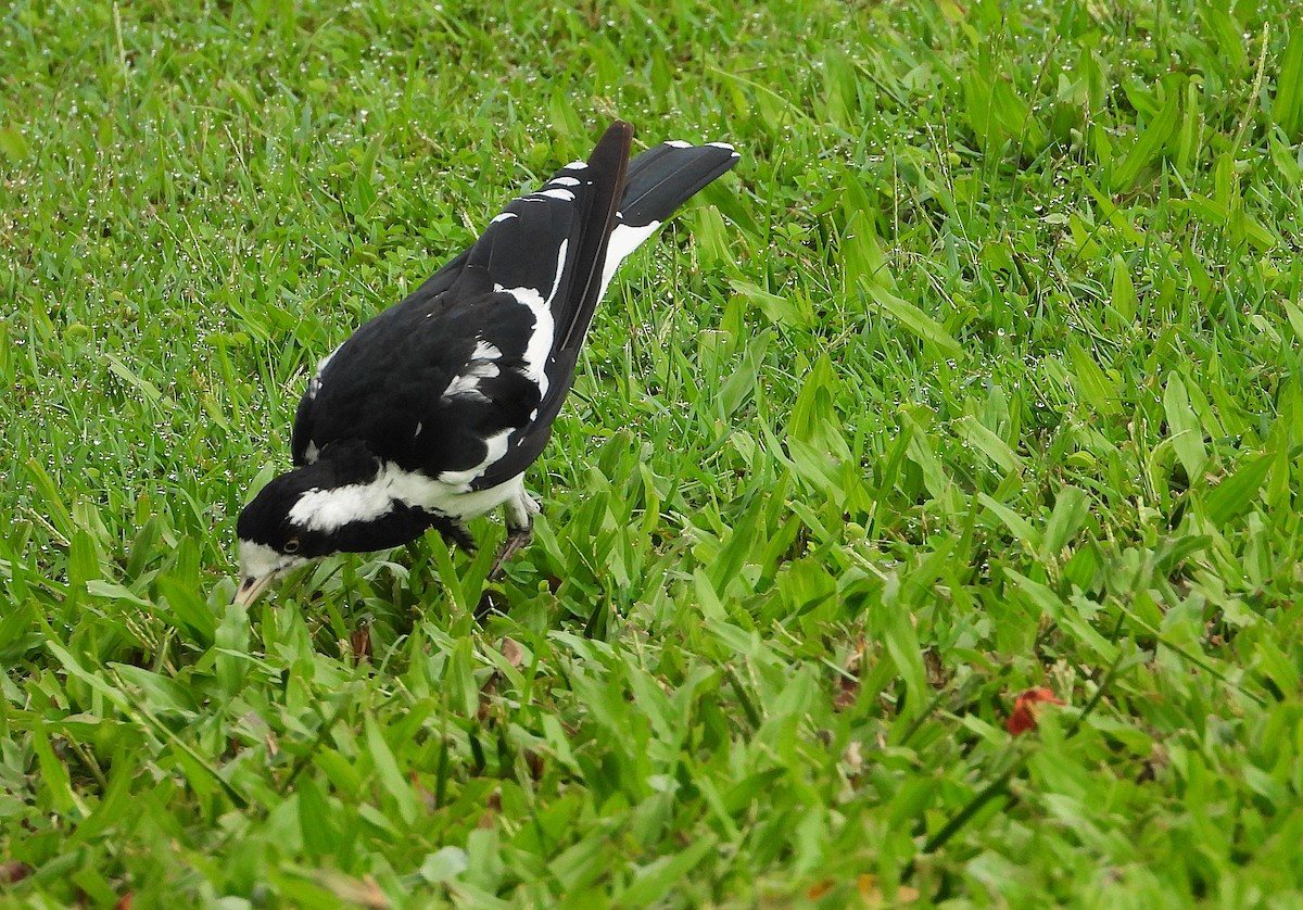 Magpie-lark - ML647529975