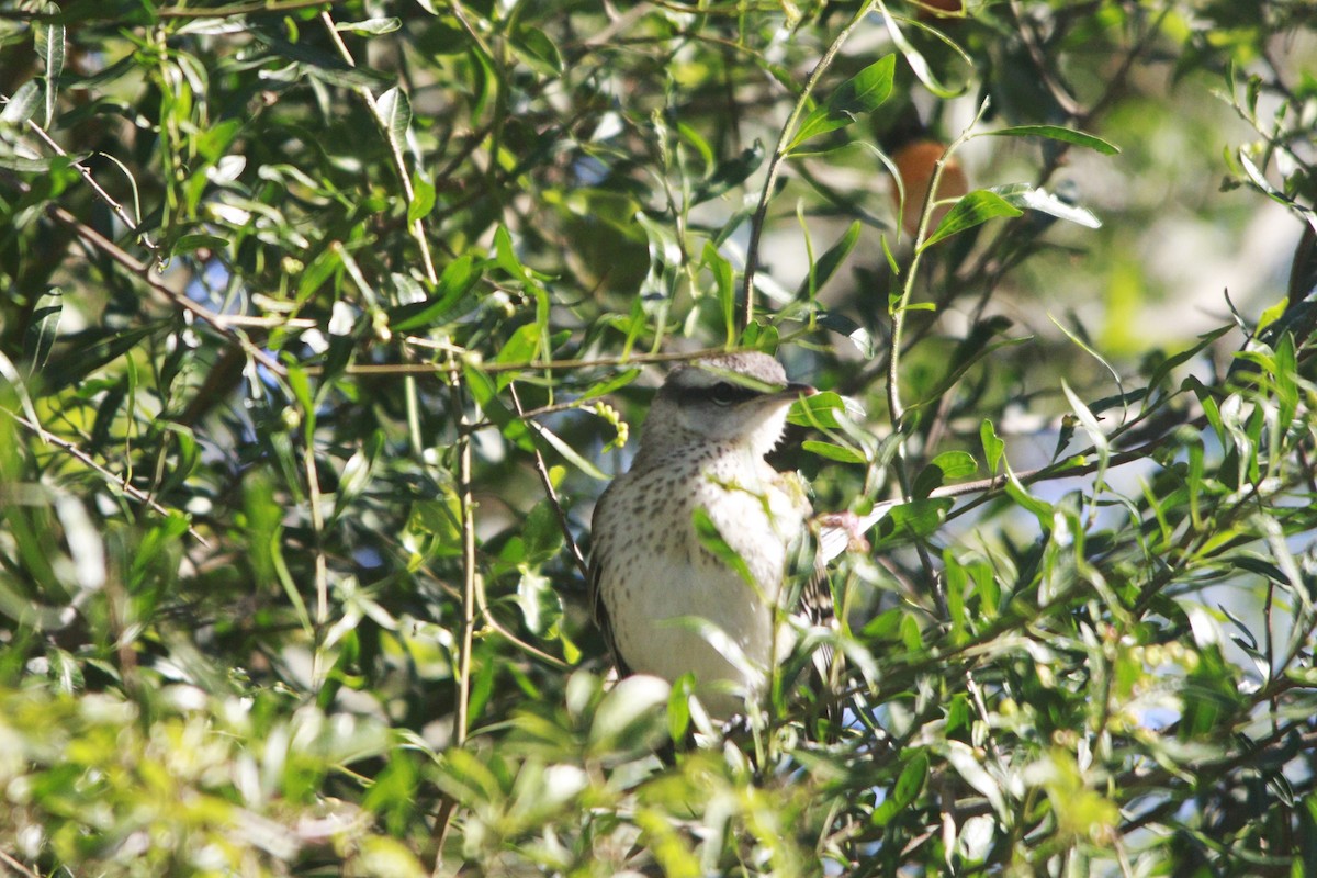 Chalk-browed Mockingbird - ML647529976