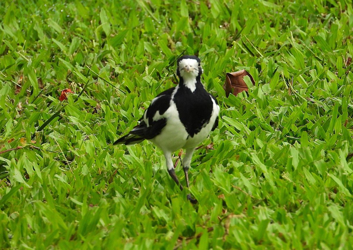 Magpie-lark - ML647529977