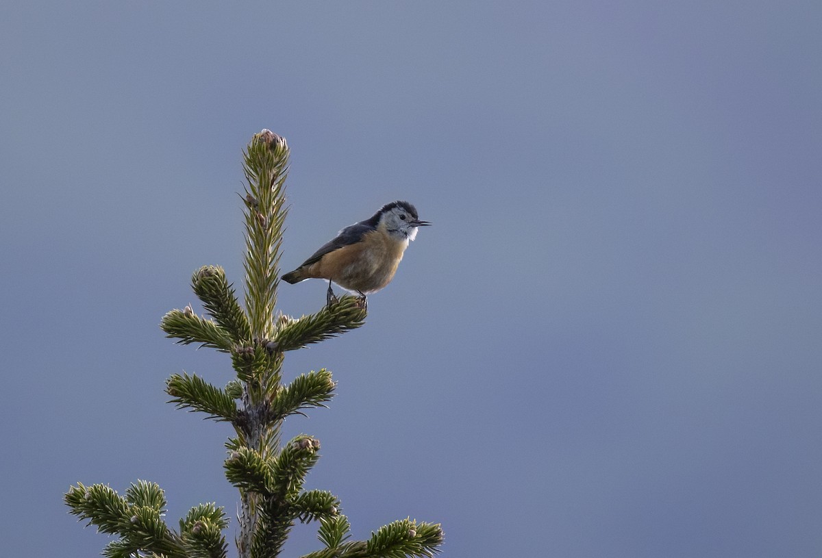 Przevalski's Nuthatch - ML647529978