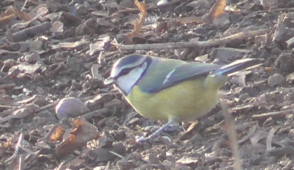 Eurasian Blue Tit - ML647529980