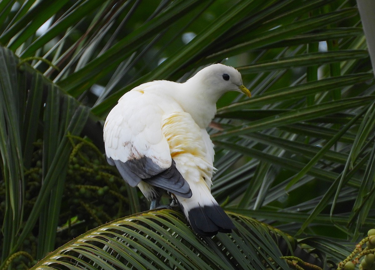 Torresian Imperial-Pigeon - ML647529981
