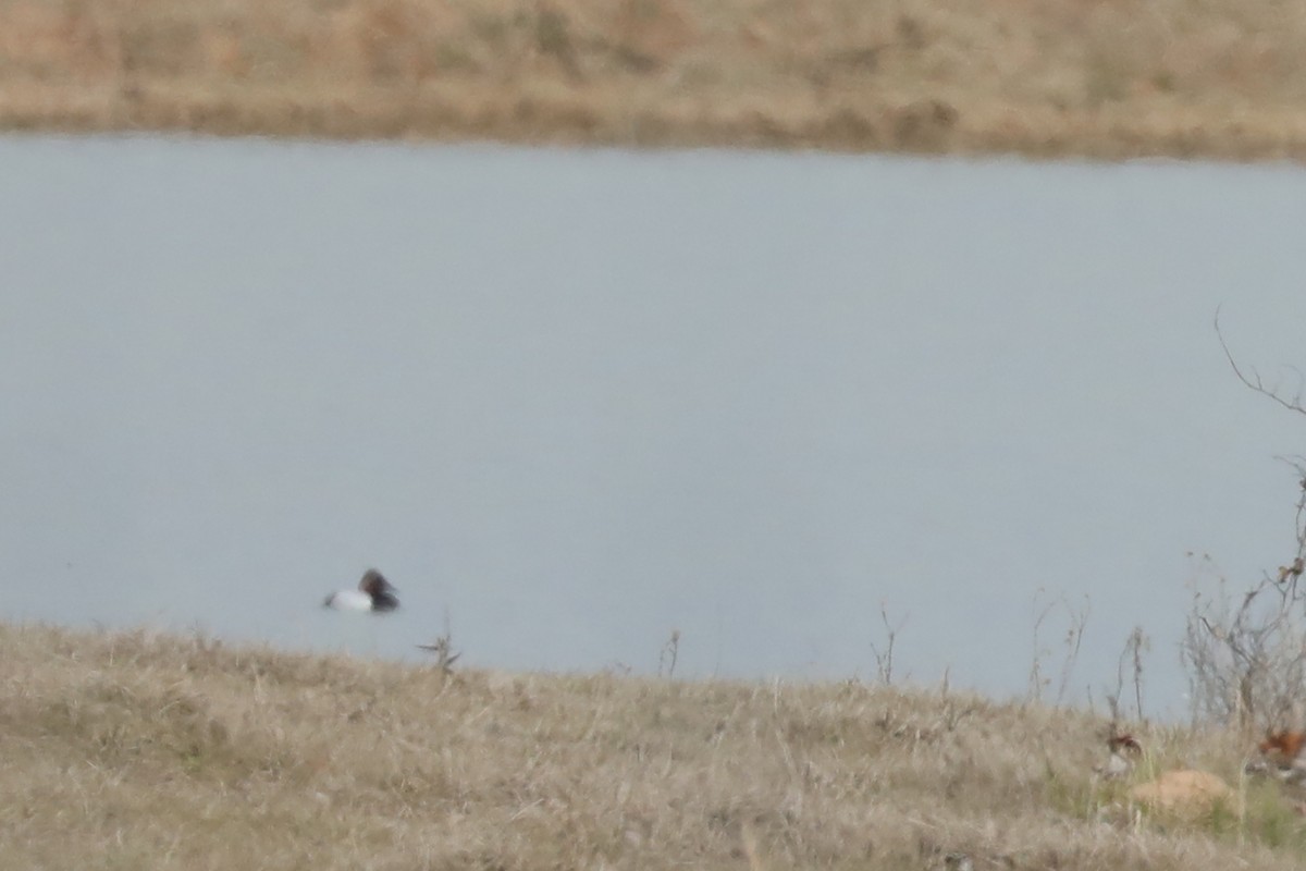 Canvasback - ML647529982