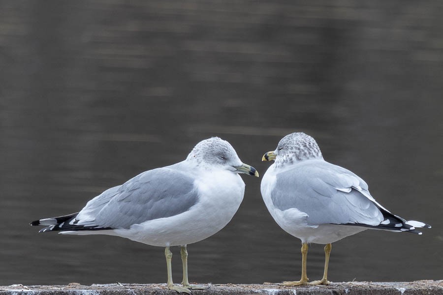 Ring-billed Gull - ML647529983