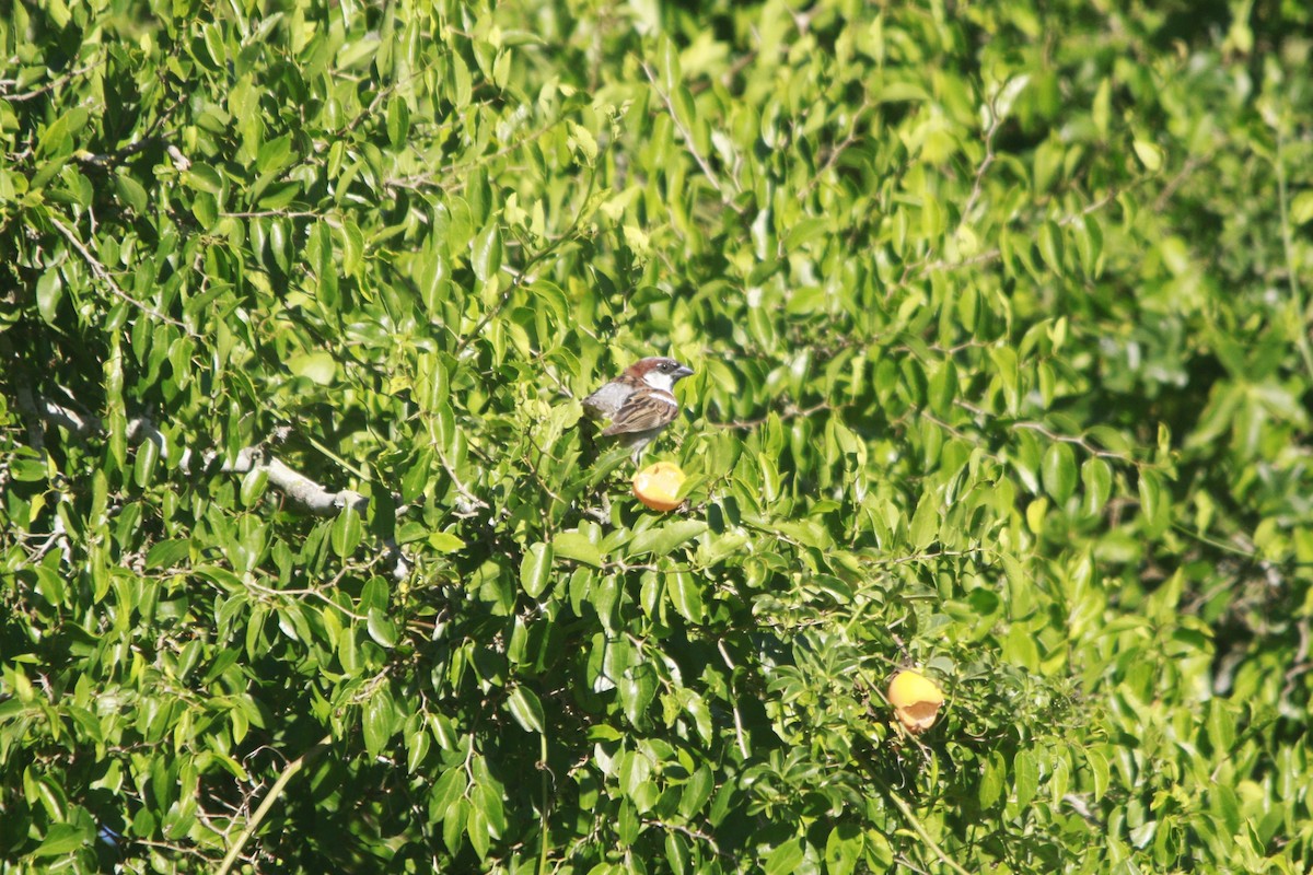 House Sparrow - ML647529985