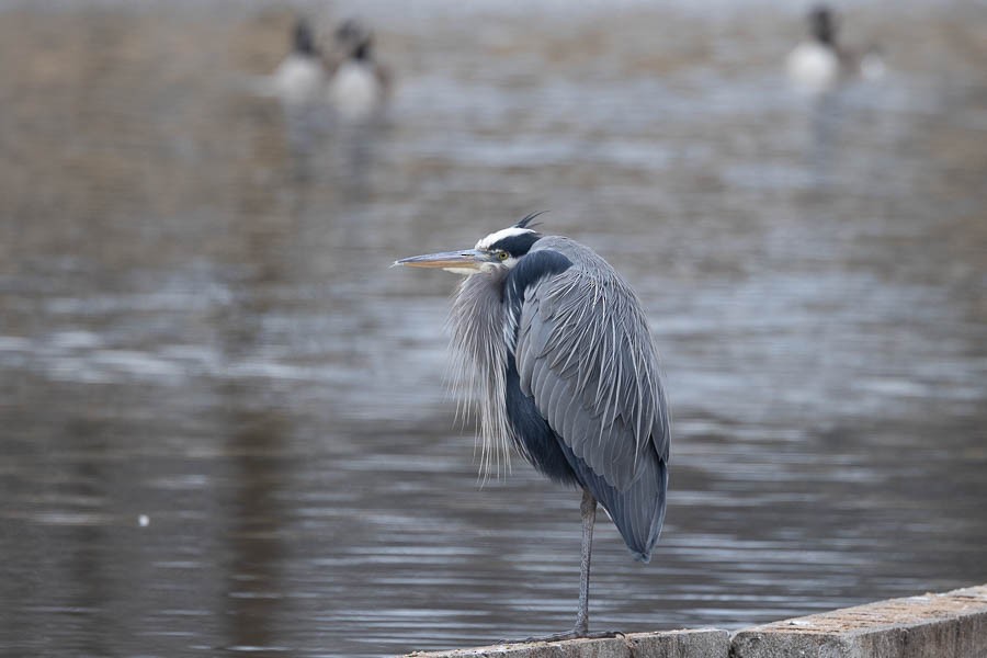 Great Blue Heron - ML647529986