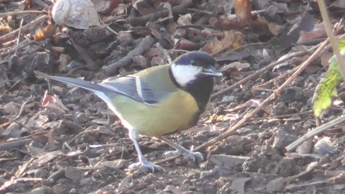 Great Tit - ML647529987