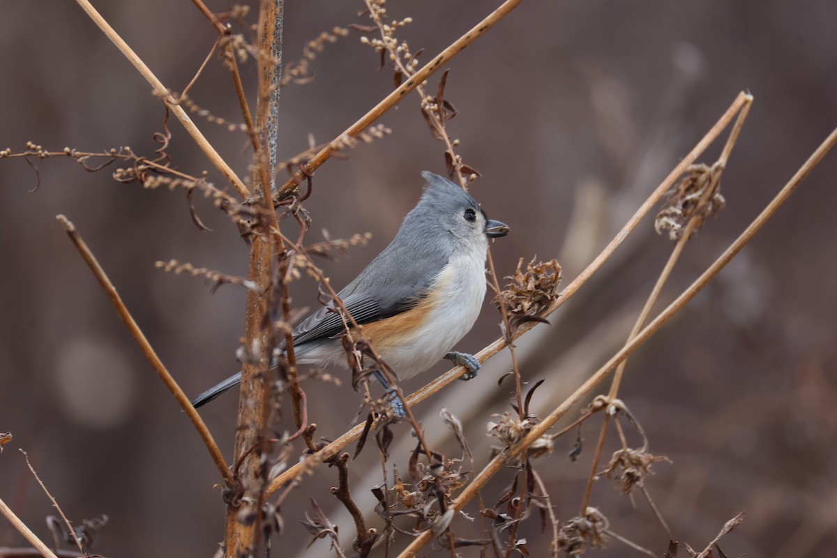 Tufted Titmouse - ML647529988