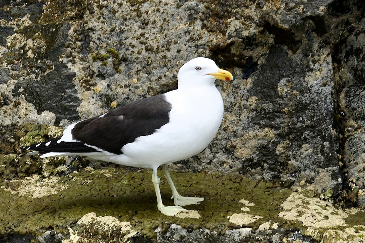 Kelp Gull - ML647529989
