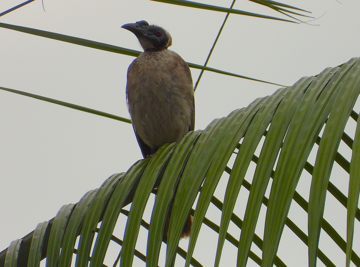 Helmeted Friarbird - ML647529990