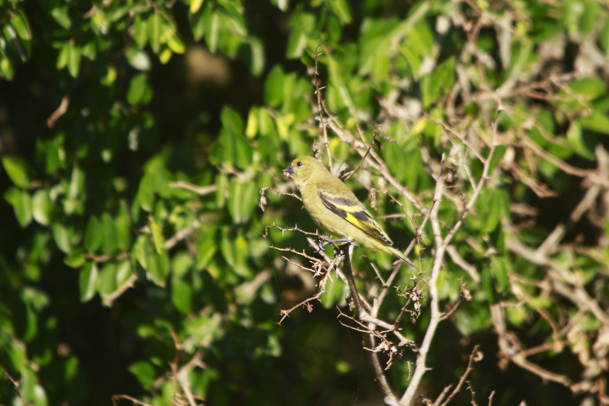 Hooded Siskin - ML647529994