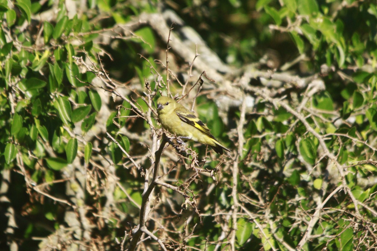 Hooded Siskin - ML647529995