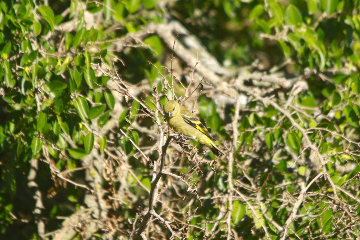 Hooded Siskin - ML647529996