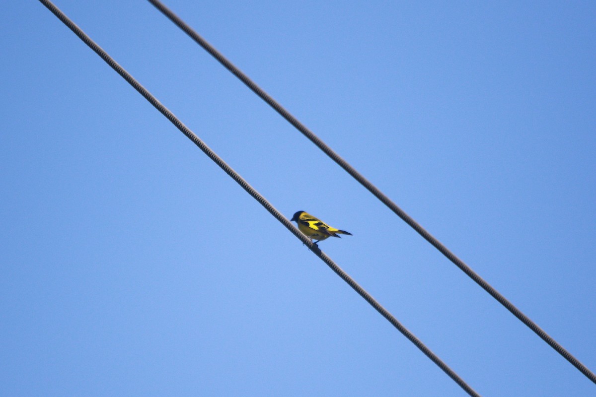 Hooded Siskin - ML647529997