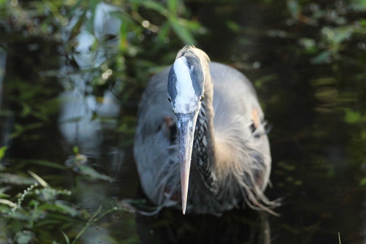 Great Blue Heron - ML647530001