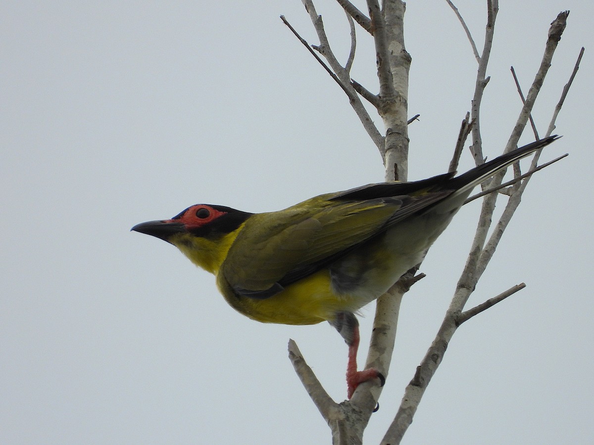 Australasian Figbird - ML647530002