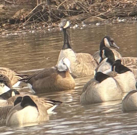 Snow x Canada Goose (hybrid) - ML647530003