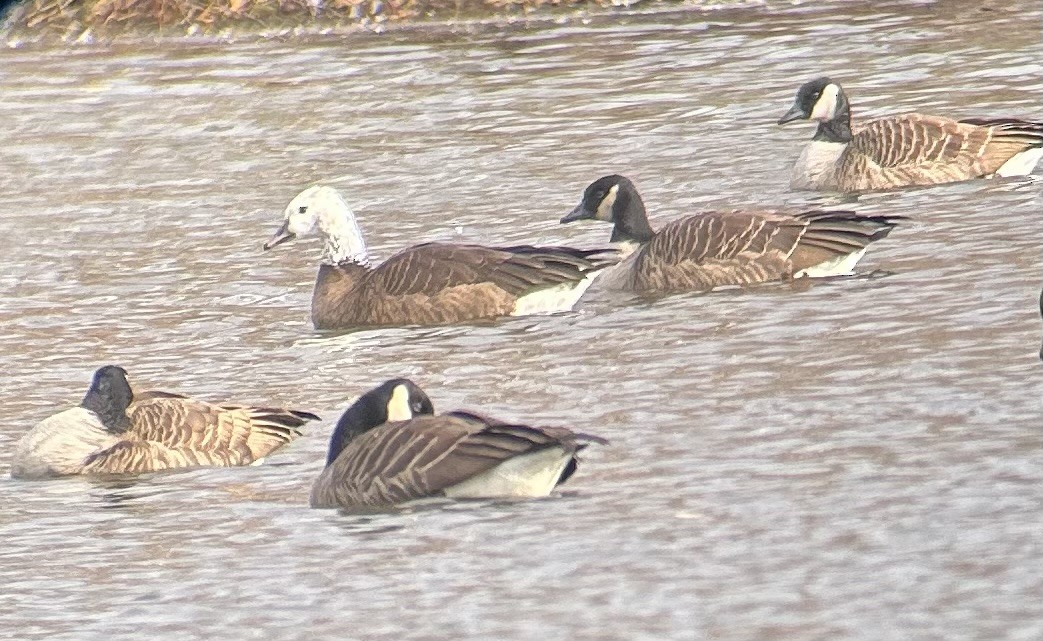 Snow x Canada Goose (hybrid) - ML647530004