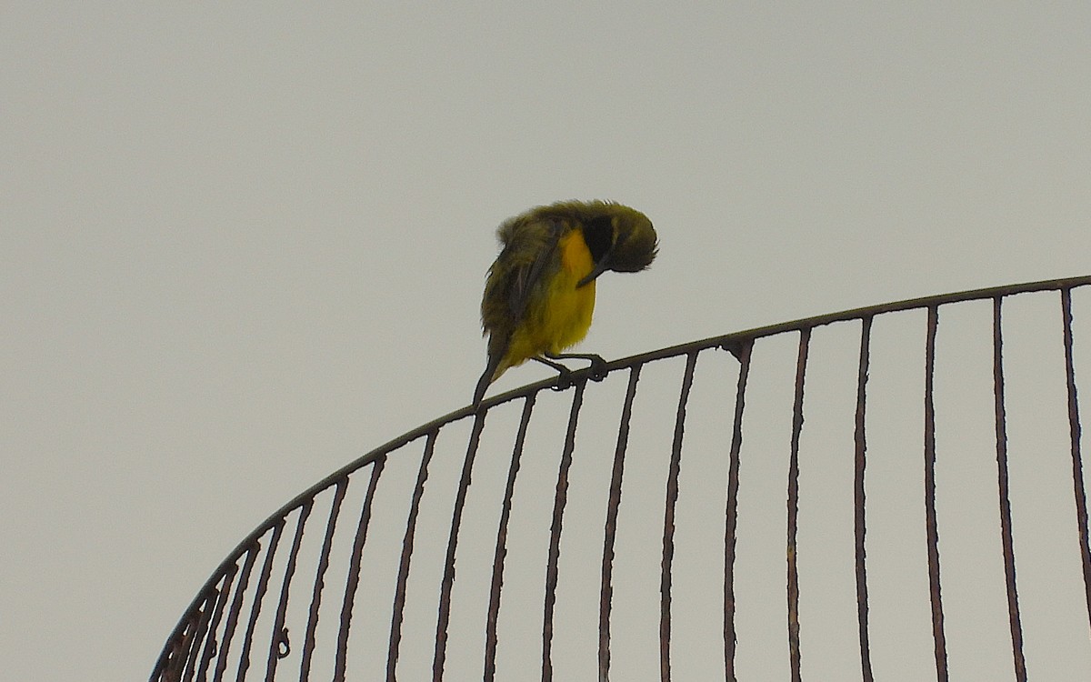 Sahul Sunbird - ML647530028