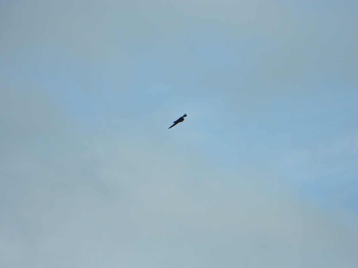 Peregrine Falcon - ML647530055