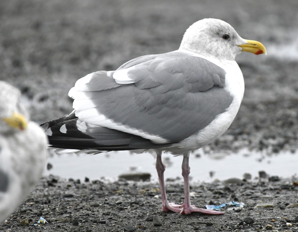 Gaviota Occidental - ML647530085
