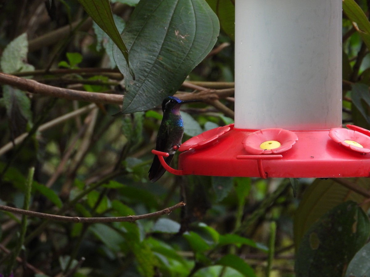 Mor Gerdanlı Dağmücevheri - ML647530105