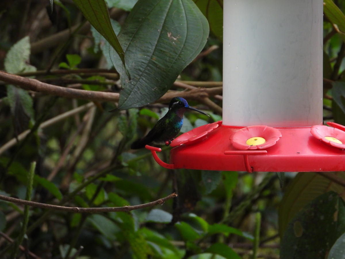 Mor Gerdanlı Dağmücevheri - ML647530107