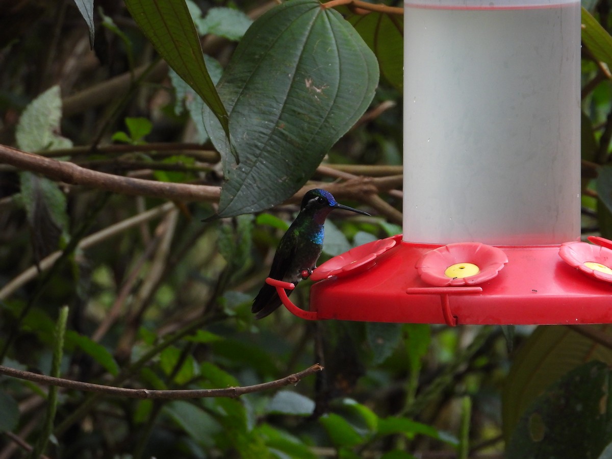 Mor Gerdanlı Dağmücevheri - ML647530108