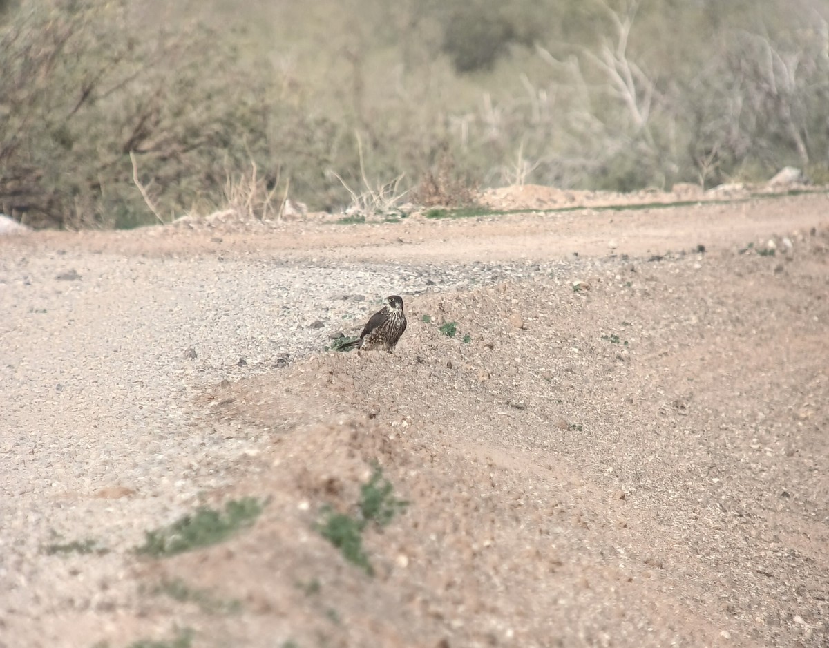 Peregrine Falcon - ML647530127
