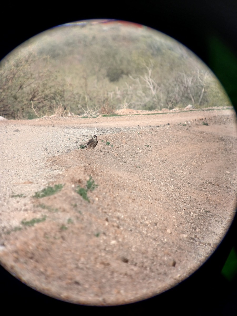 Peregrine Falcon - ML647530128