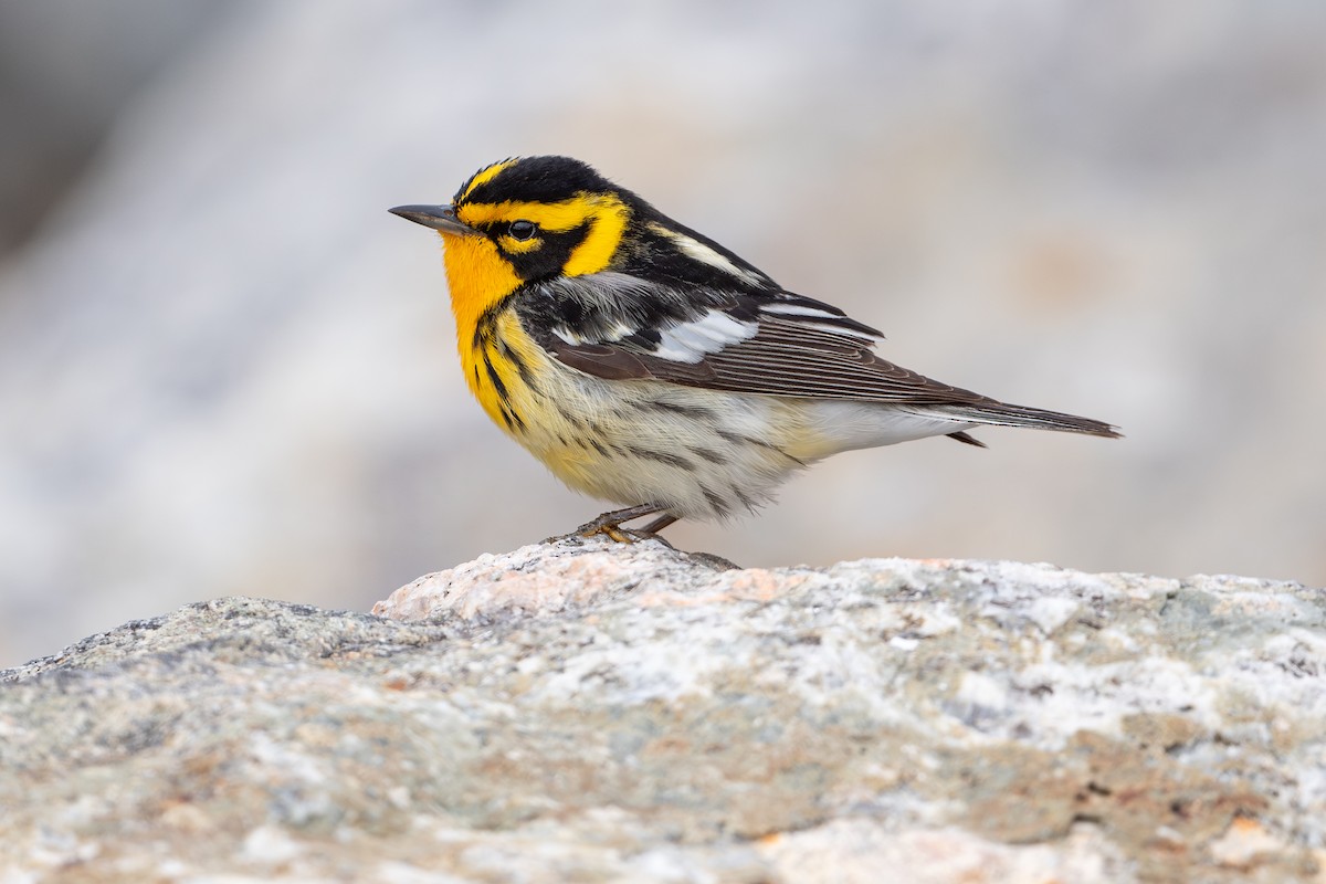 Blackburnian Warbler - ML647530137